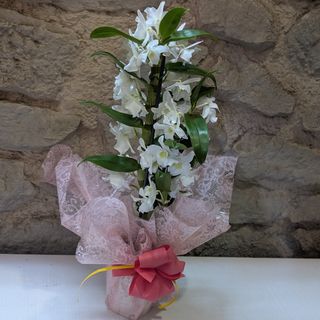 Orquidea Dendrobium