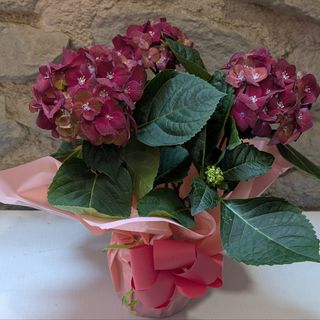 Hortensia
