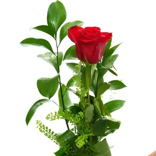 ROSA ROJA