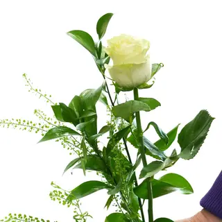 ROSA BLANCA