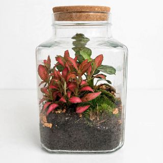 Terrario
