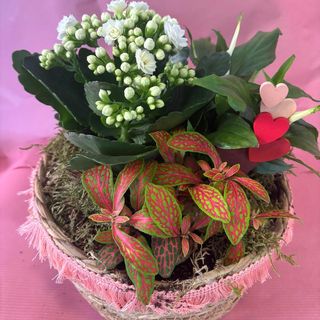 Cesta pequeña de plantas variadas.