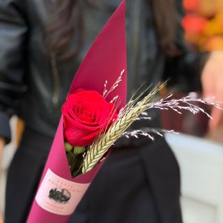 Rosa Sant Jordi 'Elegant'