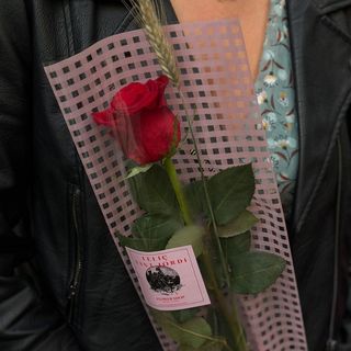 Rosa Sant Jordi 'Pastel Vichy'