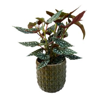 PLANTA Begonia Maculata