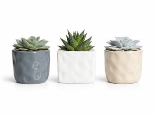 Pack 2 Suculentas con maceta cerámica Italiana