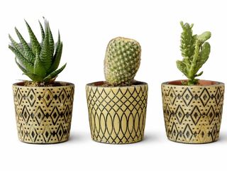 Pack 3 Suculentas con maceta cerámica Azteca