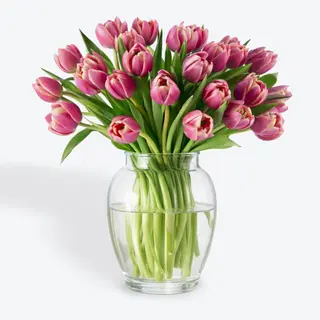 Paquete 10 Tulipanes Peonia Premium