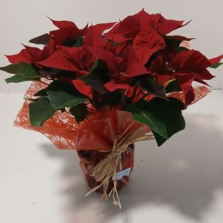 Poinsettia