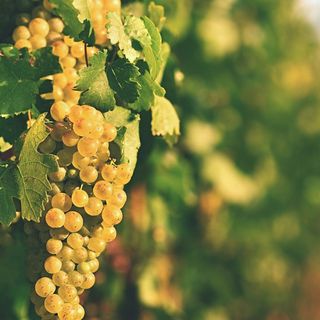 Chianti (75 cl.)