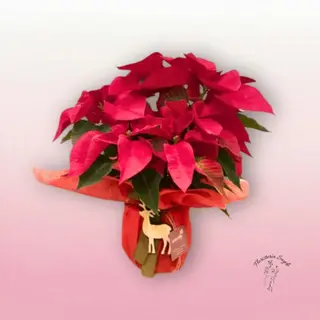 Poinsettia Planta Navidad Flor de Pascua decorada