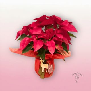 Poinsettia Planta Navidad Flor de Pascua decorada