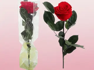 Rosa roja eterna (pequeña)
