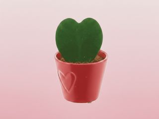 Este exclusivo ramo presevado con hortensias en tonos azules artesanal de Floristería Sayde combina la elegancia atemporal de las hortensias preservadas en tonos azules y cremas con el aroma sutil y la frescura visual del eucalipto.