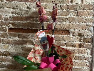 Orquídia Phalaenopsis