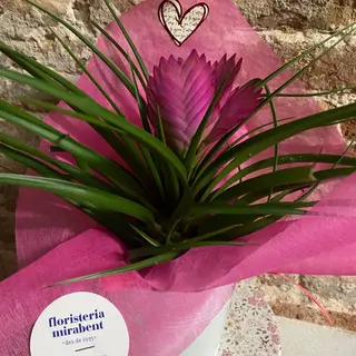 Tillandsia