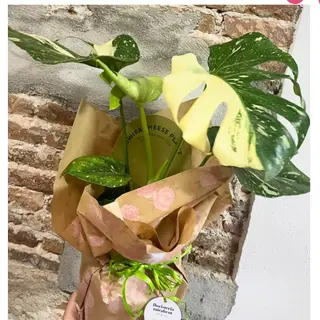 Monstera