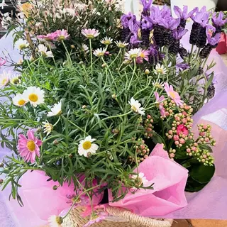 Cistell plantes