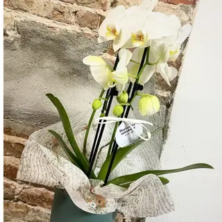 Phalaenopsis amb arc