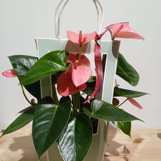 PLANTA DE ANTURIUM ROSA