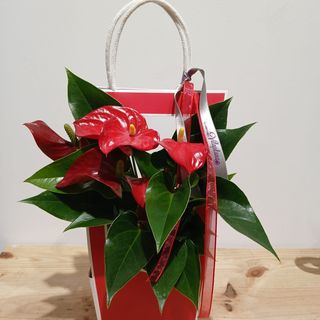 PLANTA DE ANTURIUM ROJO