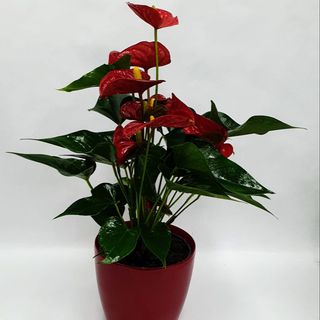 PLANTA DE ANTURIUM MEDIANO CON MACETERO