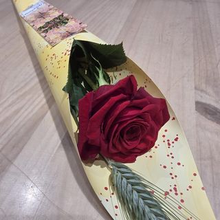 ROSA INDIVIDUAL EN CONO DE CELOFAN