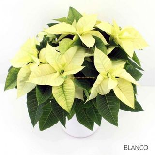Flor de Pascua Blanca