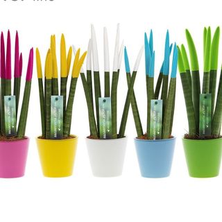 Sqanseveria Spaghetti