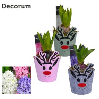 Jacintos con maceta reno