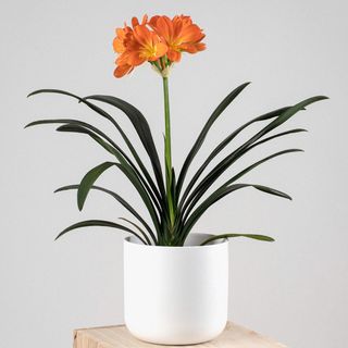 Clivia