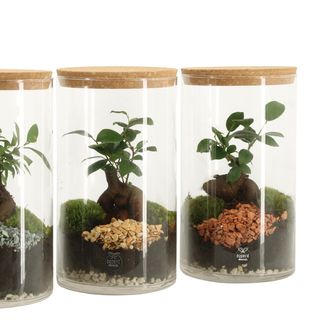 Terrario Bonsai