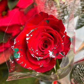 Rosa Navideña "Gaspar"