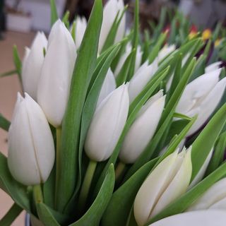 Tulipán Blanco (1 unidad)