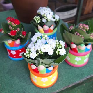 Kalanchoe Mini en Cubre de Lapices