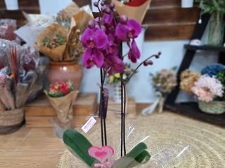 Orquídea malva/rosa "San Valentín"