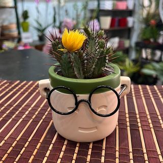 Cactu (variado) con cubremaceta Gafas "Harry Potter"