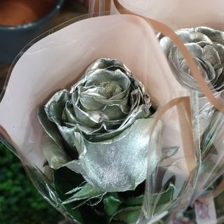 Rosa Plateada "Cabalgata"