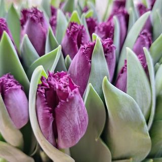 Tulipán Morado (1 unidad)