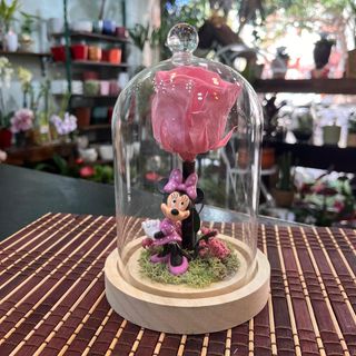 Cúpula Rosa Eterna Rosa "Ratoncita"