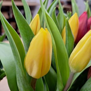 Tulipán Amarillo (1 unidad)