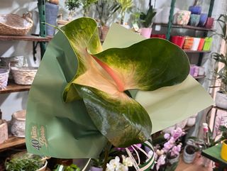 Anturium XL "4 Diciembre"