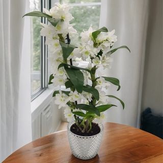 Orquídea Dendrobium