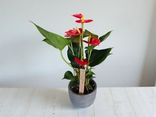 Anthurium Rojo Pequeño