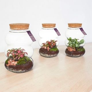 Terrario Pequeño (Recibe uno de los 3 modelos)