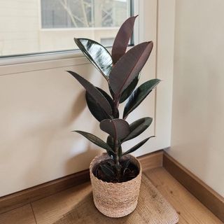 Ficus Robusta