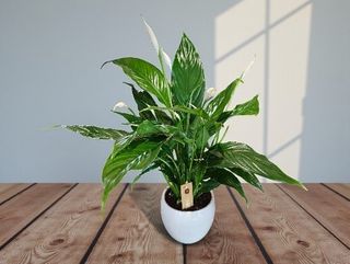 Spathiphyllum Pequeño