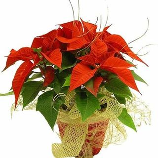 POINSETIA ROJA