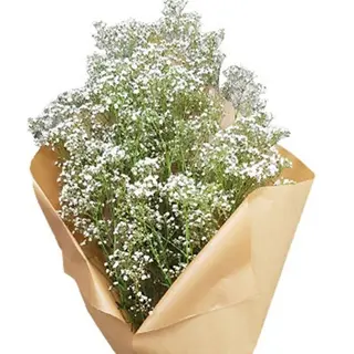 RAMO DE PANICULATA