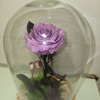Cúpula de rosa preservada color malva